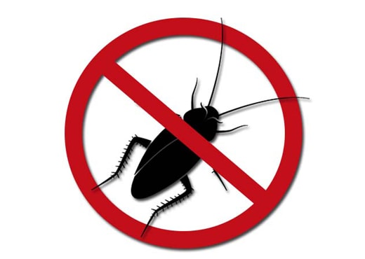 Dedetização de cupins