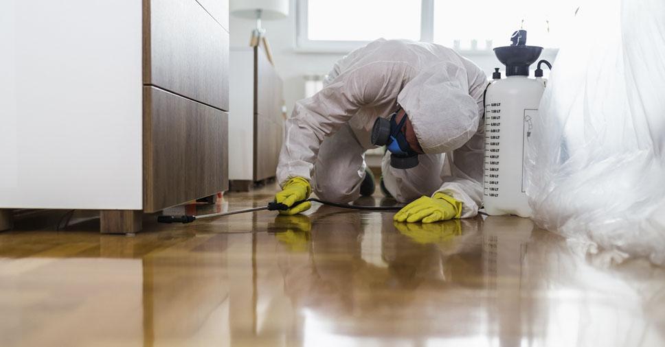 Dedetizadora de pulgas