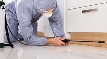 Dedetização de abelhas